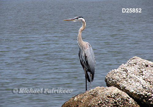 Great Blue Heron (Ardea herodias)